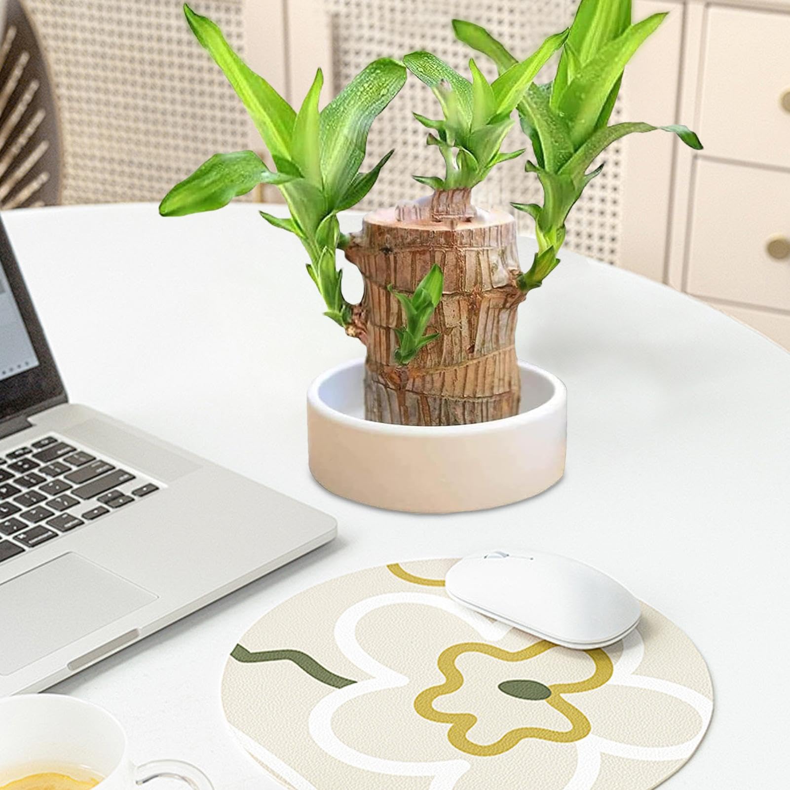 Braziliaanse geluksplant set kleine mini gelukshhout uit Brazilië Braziliaanse houten plant met monnikstandbeelden, desktop plant, Braziliaanse houtplant, plantenstronk hydrocultuurplant (oranje Braziliaanse geluksplant set kleine mini gelukshhout uit Brazilië Braziliaanse houten plant met monnikstandbeelden, desktop plant, Braziliaanse houtplant, plantenstronk hydrocultuurplant (oranje