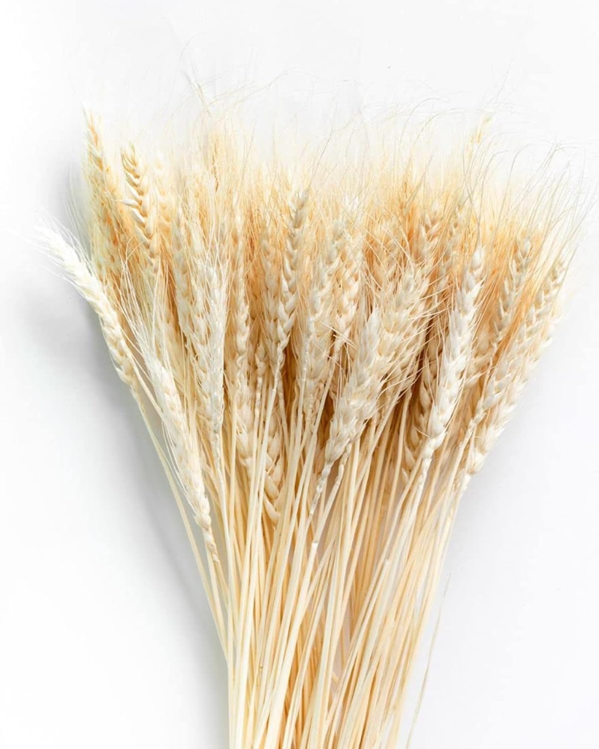 Buy JOYNAGAR Natural Dried Wheat Stalks for Decor Set of 100 Eco