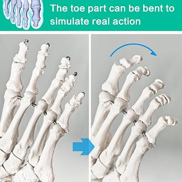 NEW HORIZON Life Size Medical Human Foot Ankle Model, Anatomy Foot Skeleton Model W/Tibia Fibula, Right, Fully Articulated, Human Skeleton Model for Artificial limbs for medical instruction purposes