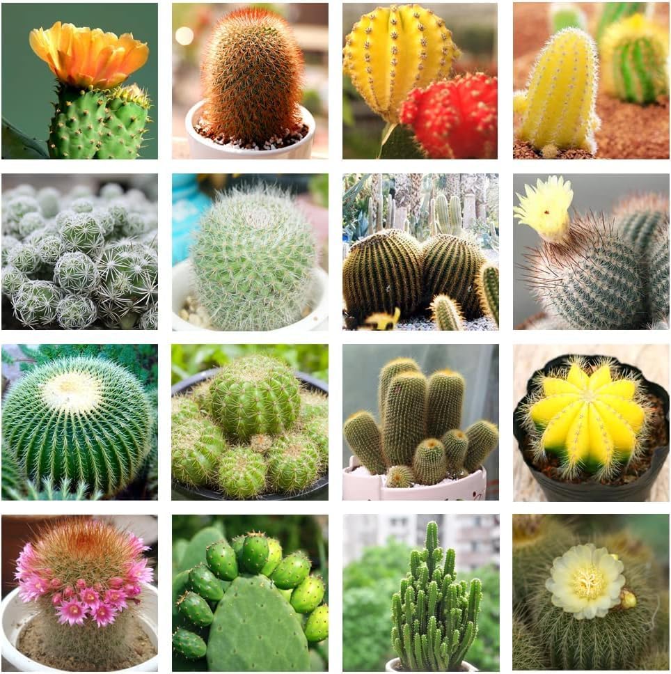 50+ SEEDS- Cactus Seeds For Planting Rare Succulent Cacti Seeds For Planting, Diy Ornamental Plant, Non-Gmo Open Pollinated Seeds Pack