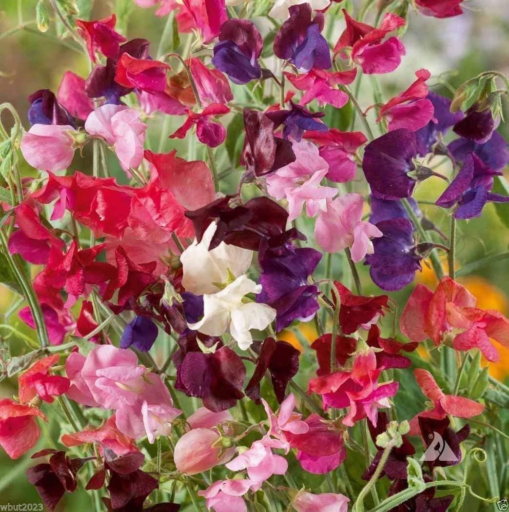 Flores