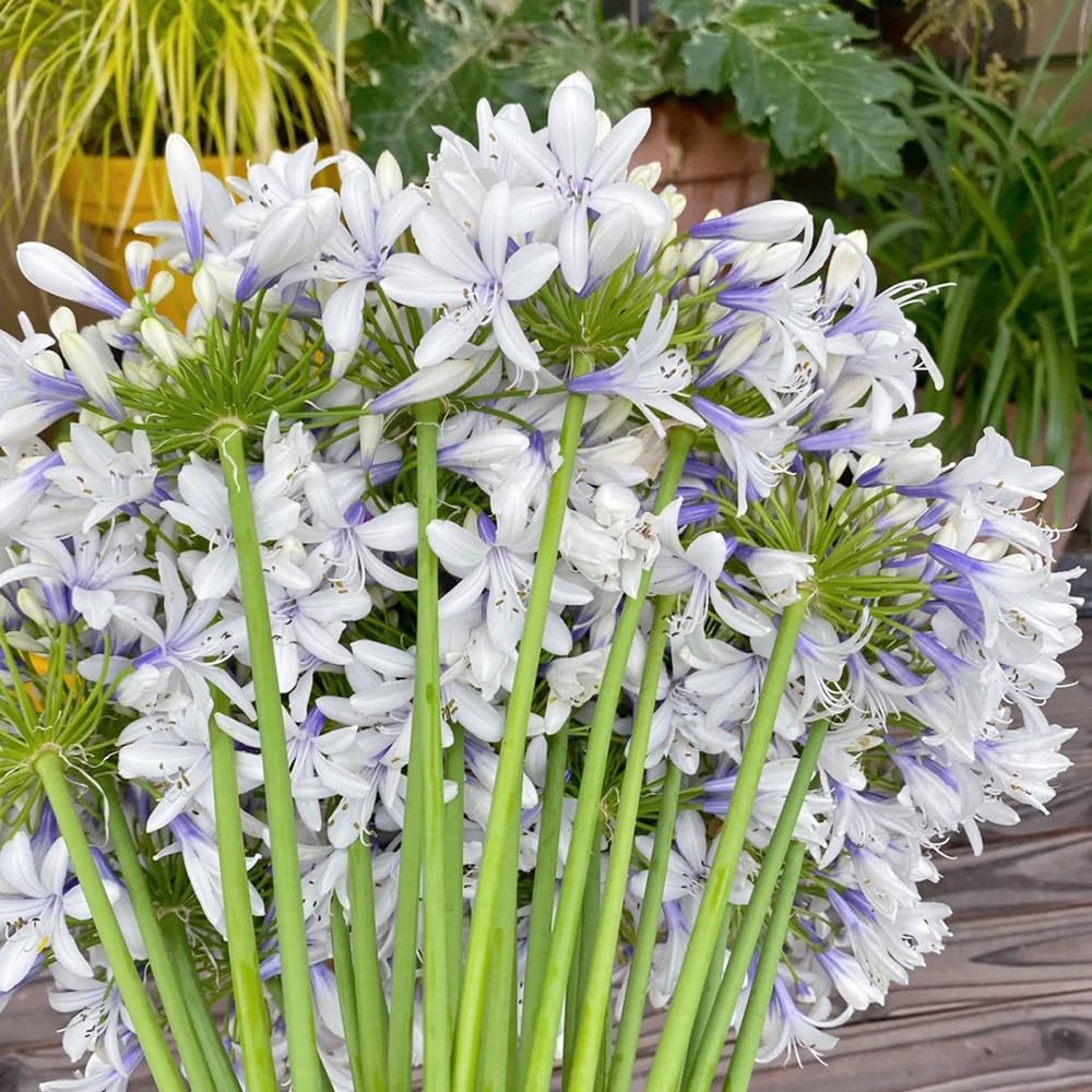 agapanto agapanthus - exóticas jardín balcón 5bulbos