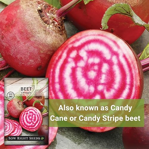 Vista 5 de Sow Right Seeds - Semillas de remolacha Chioggia para plantar - Paquete de reliquia sin OMG con instrucciones para plantar y cultivar un huerto