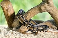 Vista 4 de Galápagos (05064) Aspen Digs - Ropa de cama, 8 cuartos de galón, natural