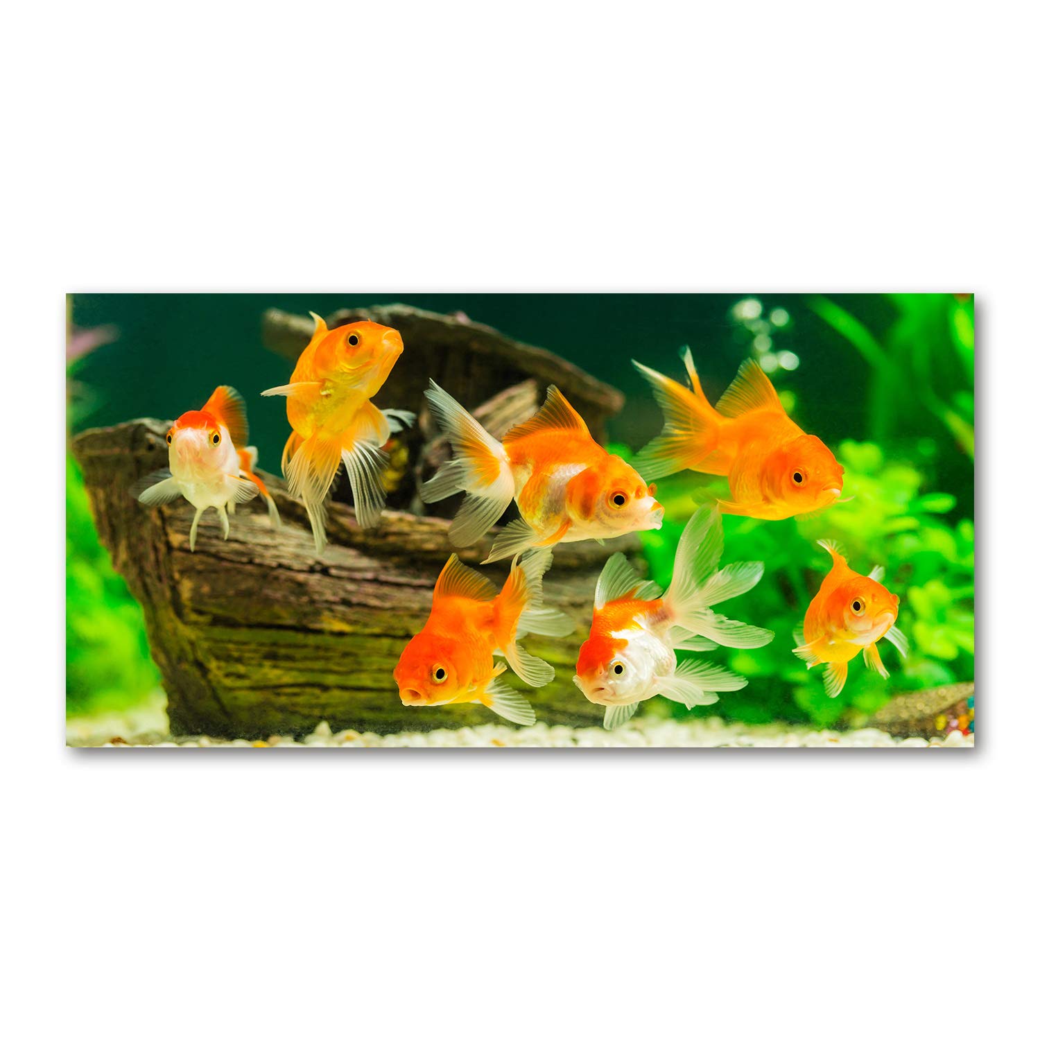Tableau plexiglas animaux pez dorado pour sublimer le design de votre salon contemporain