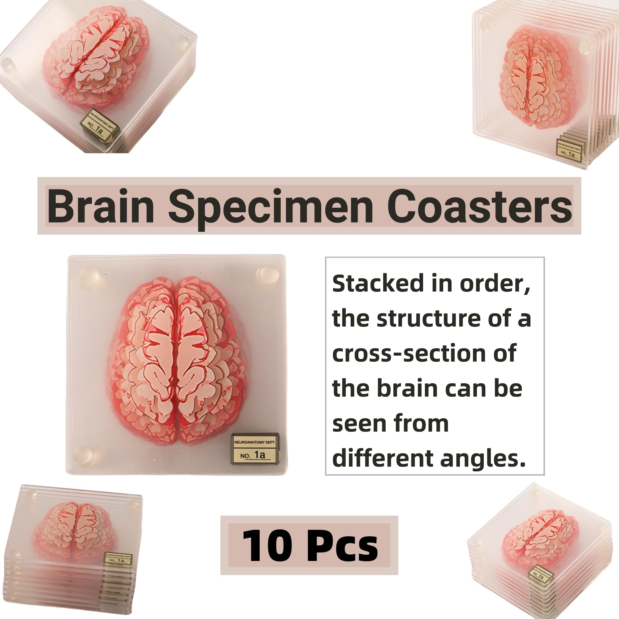 (10pieces) 3D Anatomic Brain Specimen Coasters-Acrylic Coasters-Neuroscience Gifts-Funny 3D Coasters Gifts-Medical Student Gifts- Brain Decor-Lab Coaster for Desk