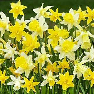 Narzissen Zwiebeln Winterhart Mehrjährig - Botanische Osterglocken Kollektion (25 Blumenzwiebeln, 6-7 Sorten) - Duftende Pflanzen aus Holland - für Garten und Topf (keine Samen, nicht künstlich)