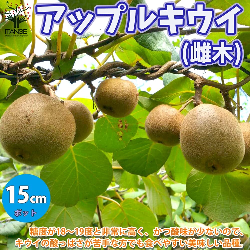 Amazon.co.jp: アップルキウイ5号鉢 メス木1個売り(結実にはオス木の 