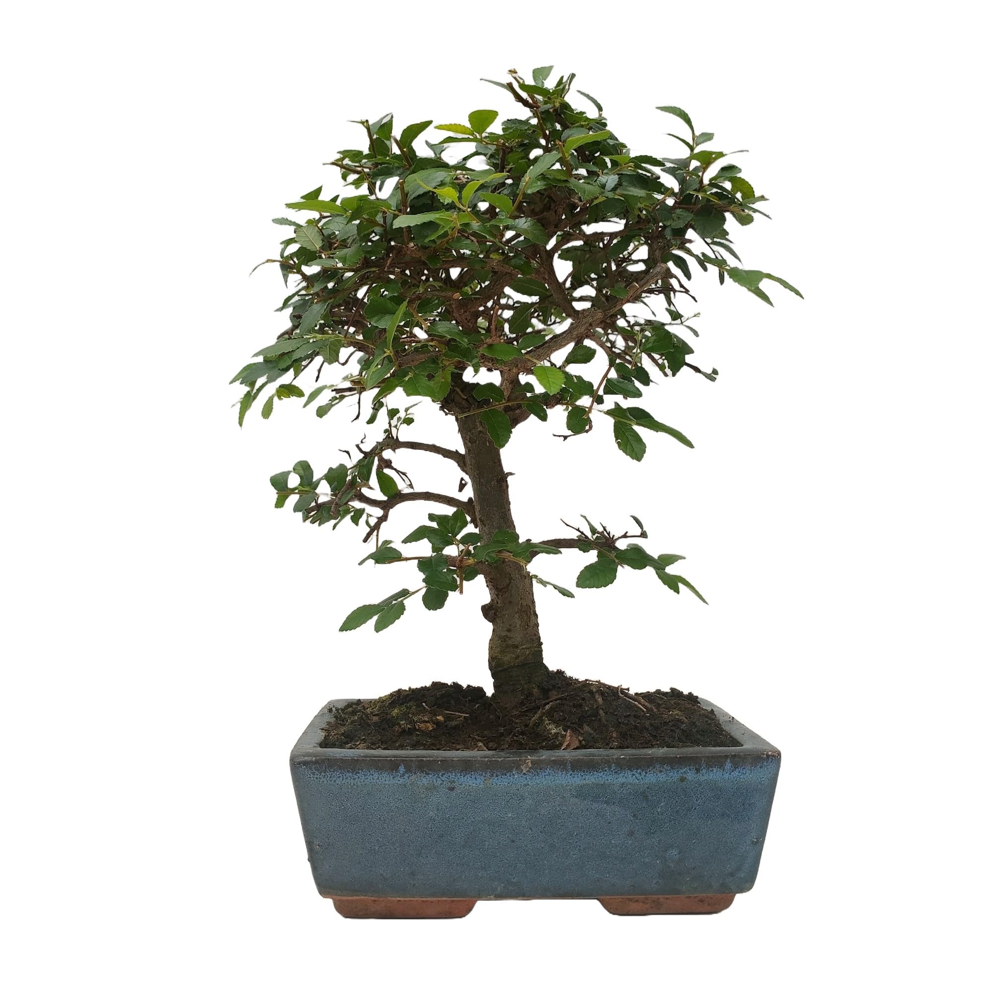 Bonsaï zelkova 8 ans, intérieur/extérieur, tronc droit/courbé avec/sans assiette, avec engrais spécifique (Tronc droit)