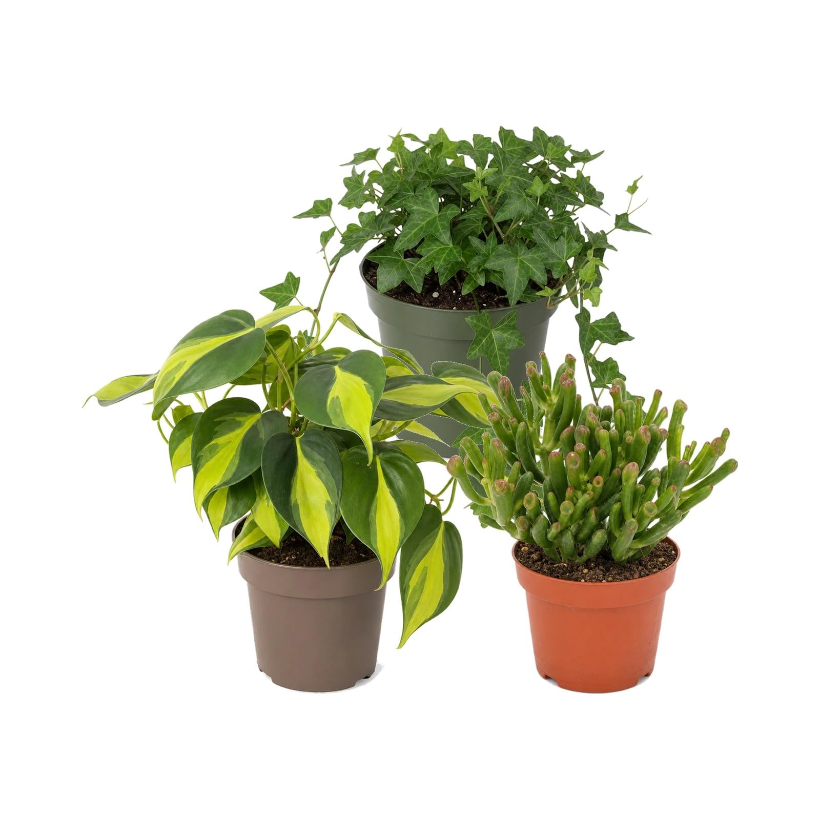 Pack 3 Plantas DECOALIVE: Hiedra Verde, Filodendro Brasil y Jade Gollum