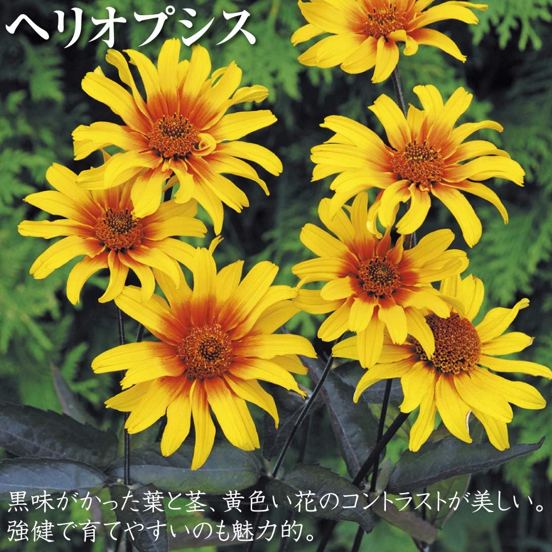 Amazon 国華園 花苗 ヘリオプシス バーニングハート 2株 21年春商品 鉢