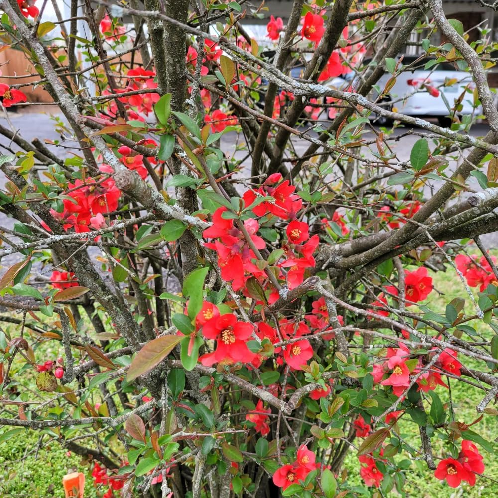 Quince Flowering Live Plant in 4'' Pot, Double Red Quince Tree, 4-6'' Tall, Quince Flower Shrub Plant for Outdoor Planting, Ready to Grow
