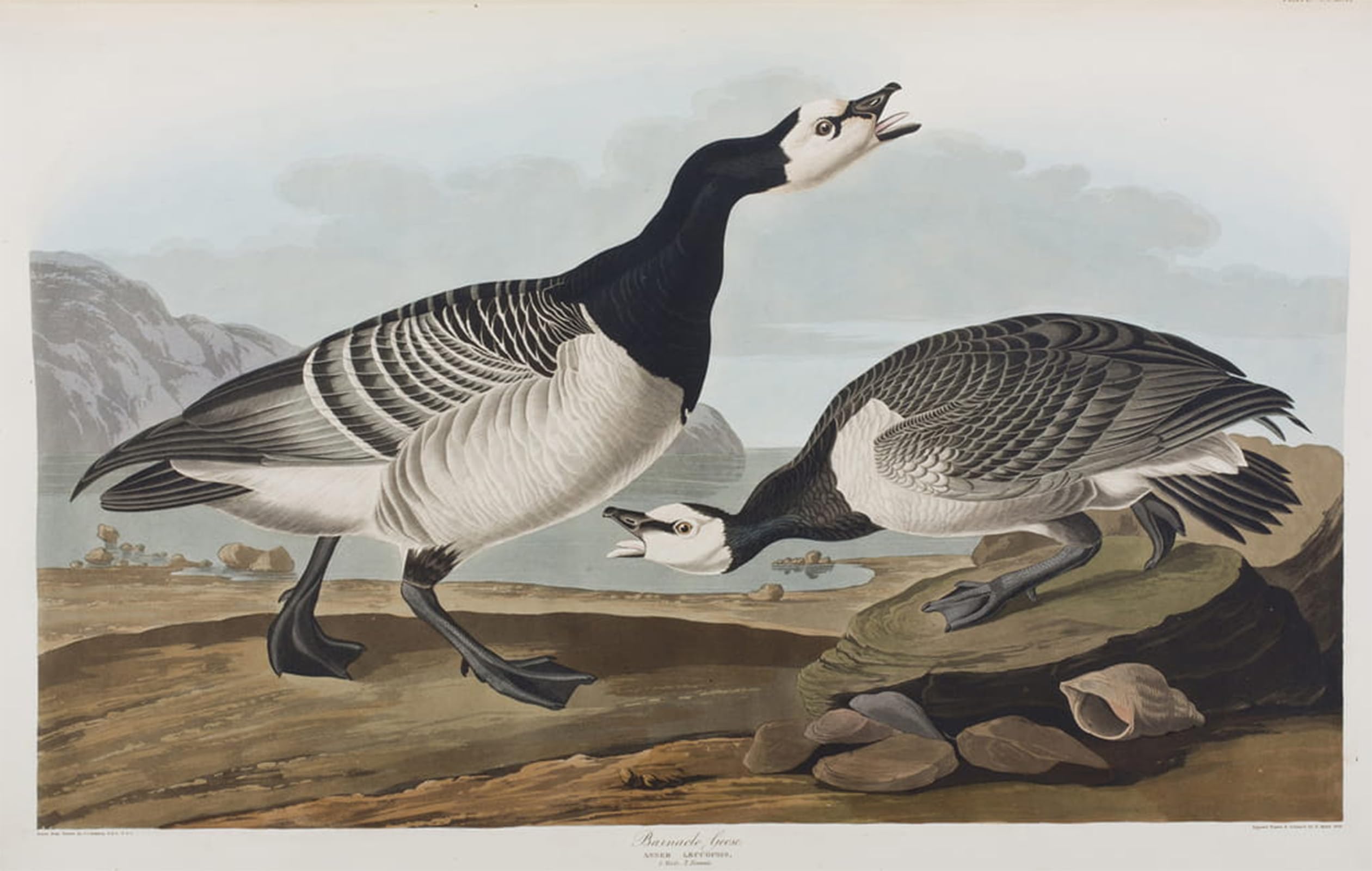 POSTERIIk Famous Modern Artwork Art Mural Illustration From birds of America by John Jamess Audubon Oil Paintings Pictures for Home Decor 60x90cm