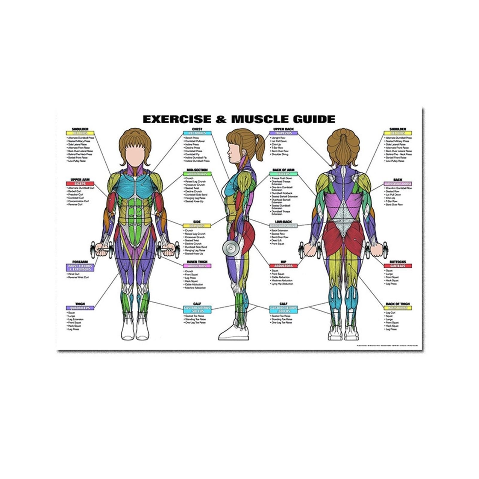 Affiche anatomie cerveau nerf spinal peinture toile decoration salon maison 40x60