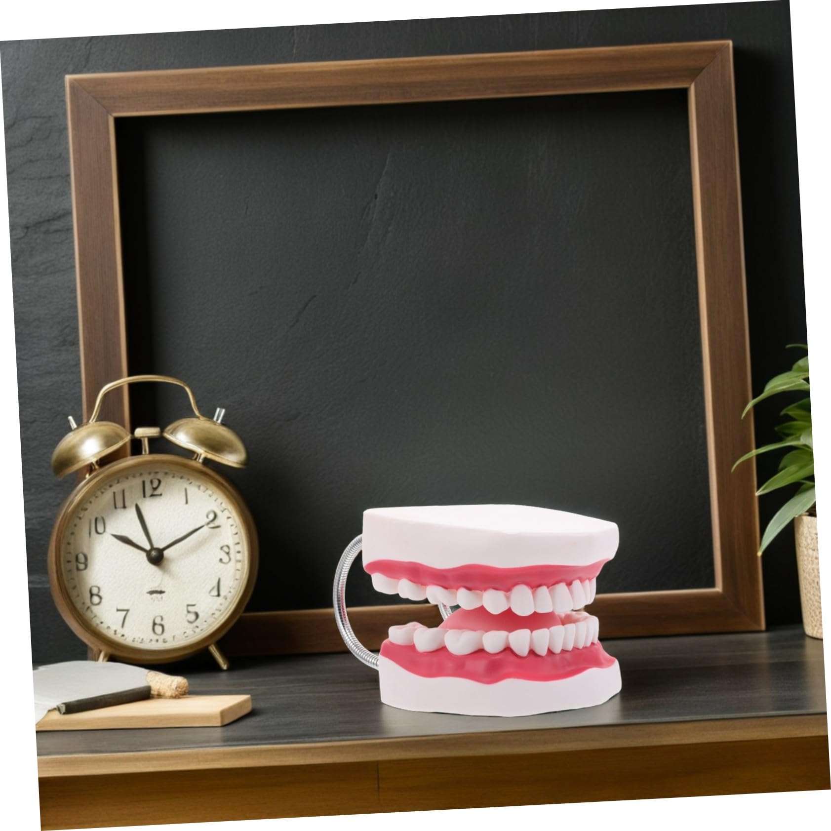 Modello Didattico Orale Modello Per Protesi Ortodontica Per Denti Educativi Per Denti