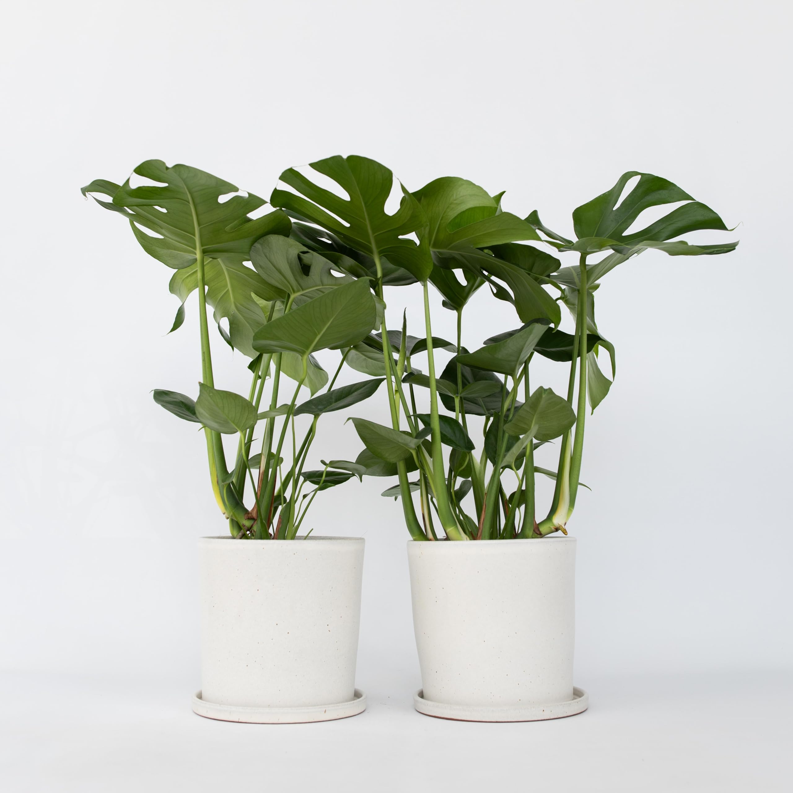 Plant in a Box - Monstera Deliciosa - Set de 2 - Planta con agujero - Maceta 21cm - Altura 70-80cm - Planta de interior