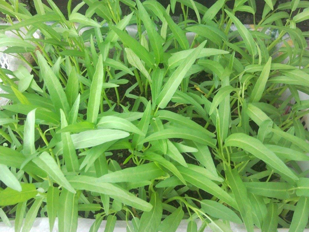 IndianAgro Green Thai Kangkong Spinach/Hybrid Water Spinach/Kolmi Shak Leaf Seeds - 60 Seeds (B07SQFW5DM) Amazon Price History, Amazon Price Tracker