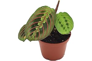 Red Maranta Prayer - 3" Plant by California Tropicals