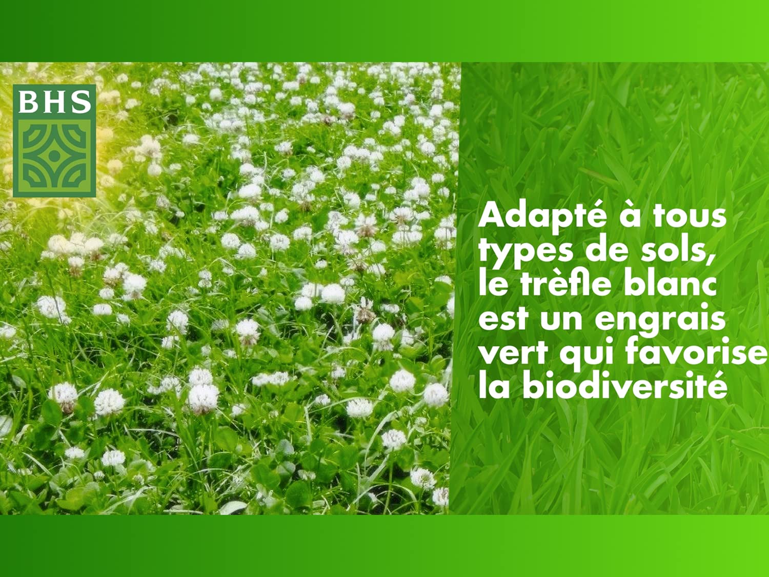 BHS Trefle Blanc - Favorisce la biodiversità, si adatta a tutti i tipi di terreno, 500 g, 500 m², resistente al calpestio TRE500