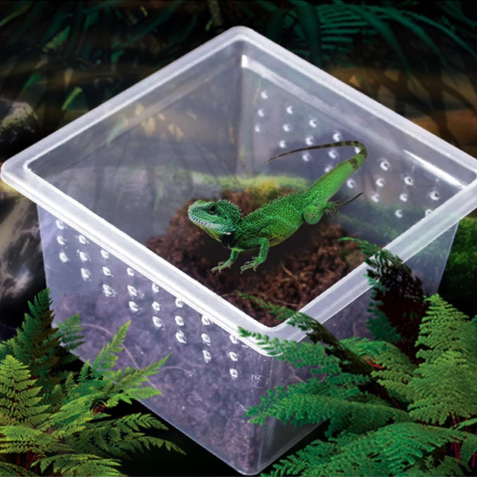 Terrario Per Rettili Spide 10 Confezioni Di Terrari For Ragni E Insetti, Contenitori For La Riproduzione Schiusa Terrarium Kit Esplorazione