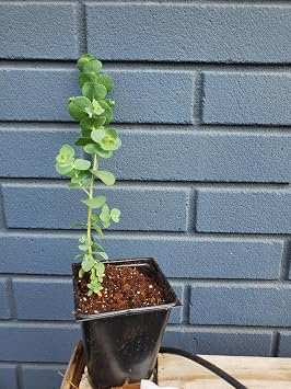 Silver Dollar Eucalyptus pulverulenta Seeds for Planting Packet