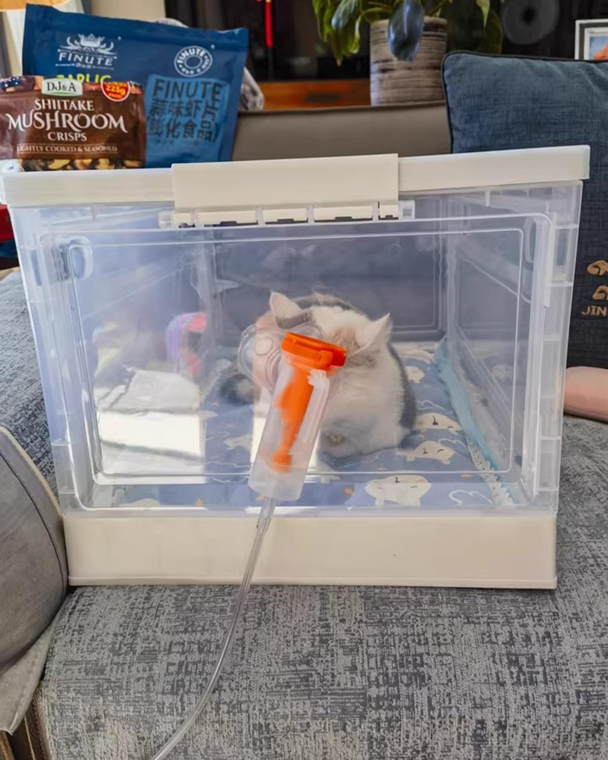 Transparent Nebulizer Chamber for Kitten, Pet Dedicated Asthma/Bronchitis/Allergic Reactions Spray Oxygen Inhalation Tent, Cat Dog Brooder Nursery(Large)