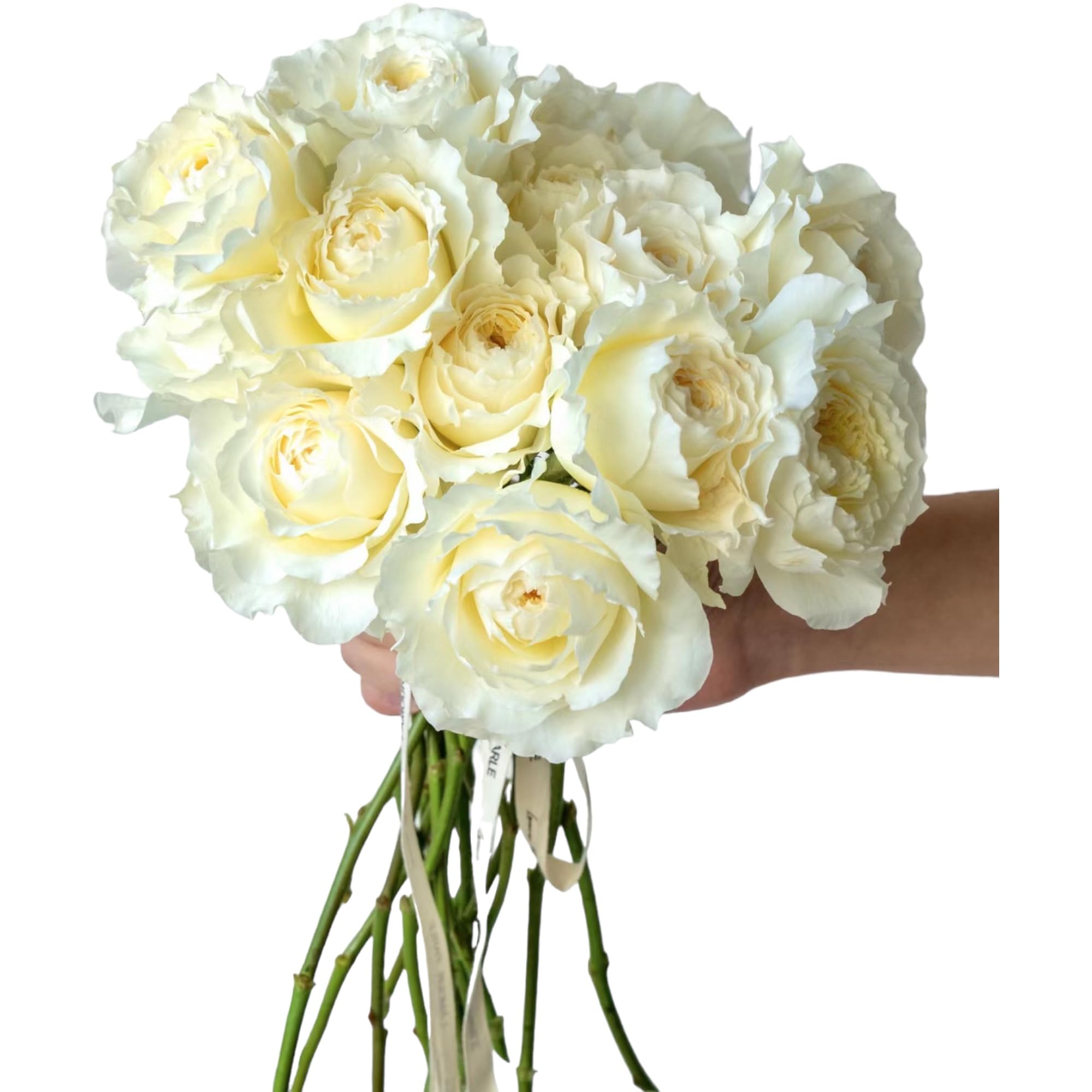 Amazon.com : 12 Fresh Strong Scent David Austin White Rose