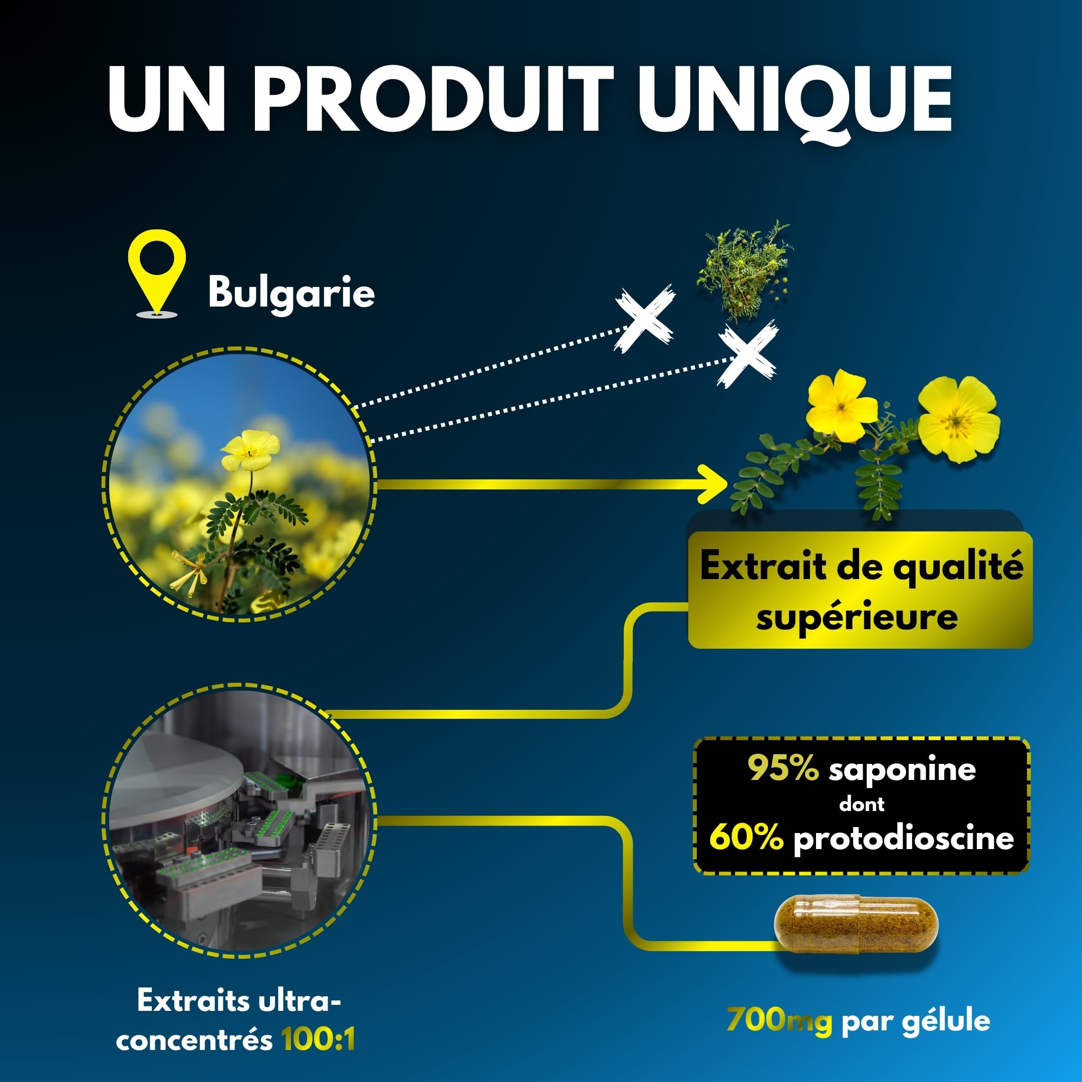 TRIBULUS TERRESTRIS ✗ Haute concentration 100:1 ✗ Performance sportive ✗ 95% Sapionins ✗ 60% Protodioscin ✗ Testé certifié ✗ Sans Mycotoxine ✗ Haute teneur en actifs ✗ Société Française ✗