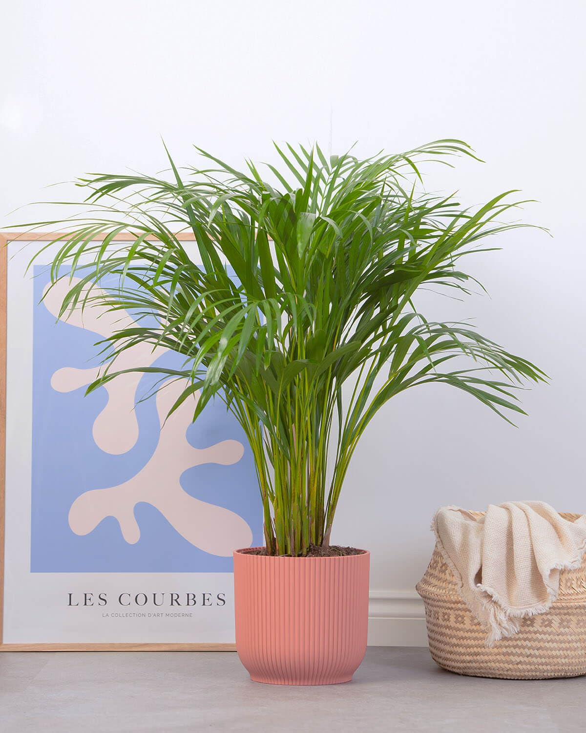 Prickle Plants Areca Palm - Elegant Indoor Palm with Arching Green Fronds, Tropical Houseplant for Stylish Home or Office Decor (90-100cm incl. 21cm Pot)