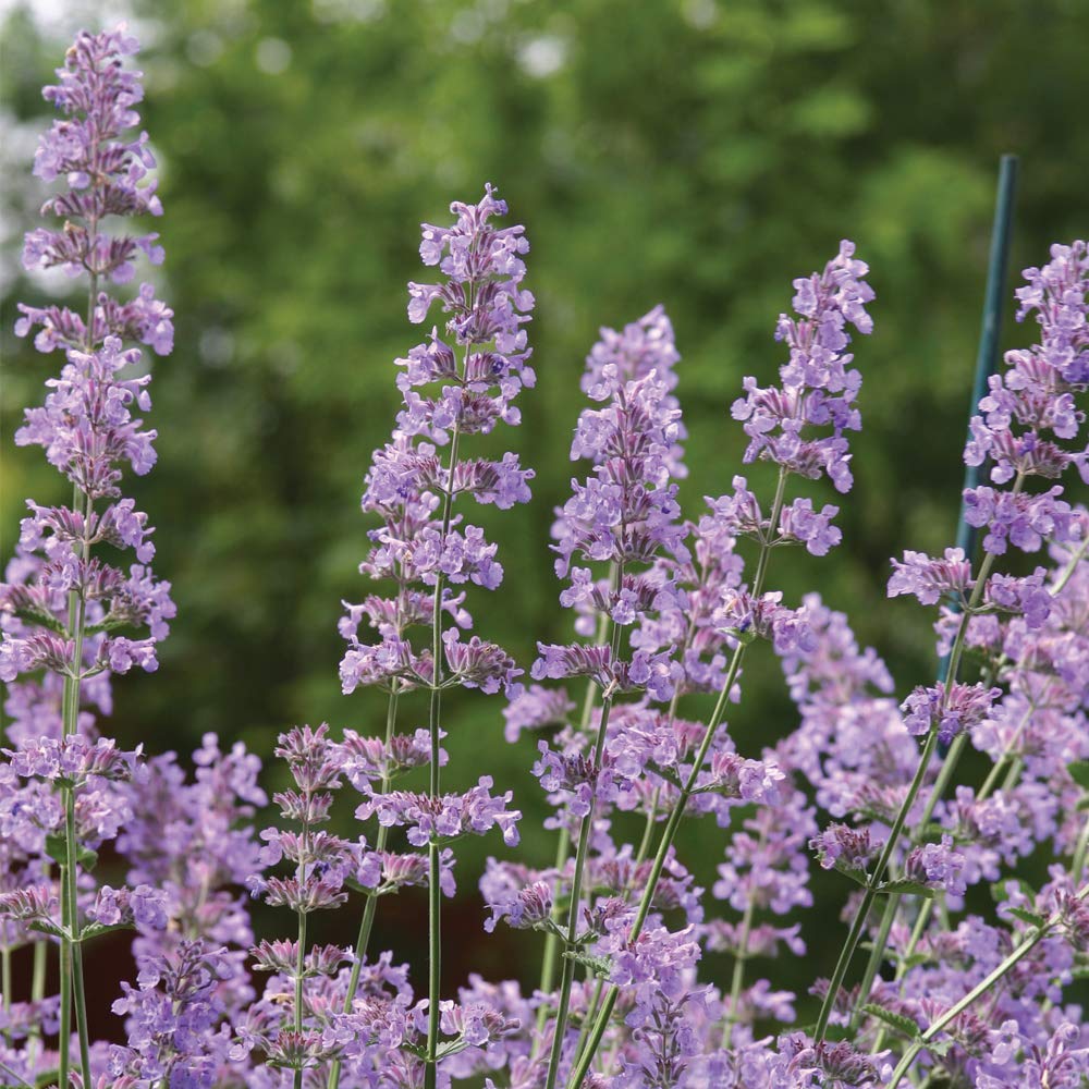 Nepeta Six Hills Giant Catmint Hardy Perennial Cottage Garden Favourite Attracts Wildlife 1 x 9cm Pot by Thompson and Morgan