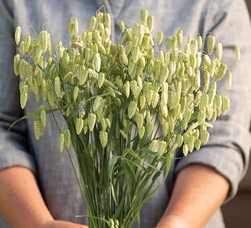 Semillas de hierba de serpiente de cascabel para plantar, mayor hierba temblorosa (50 semillas)