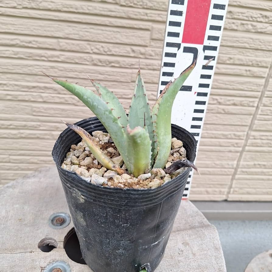 アガベ 吉祥天 子株付き 抜き苗 【公式通販】