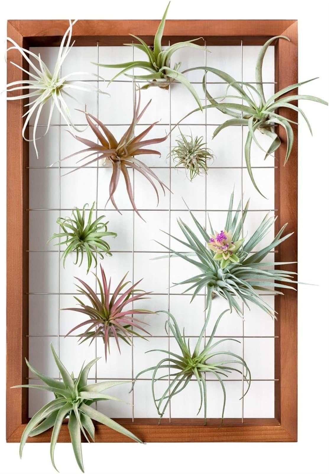 THE WHITE SHOP 11"(L) X 16"(W) Air Plant Frame Hanging Holder Display Hanger Wooden Shelf Wall Decor for House Plants, Succulent, Gifts for Plant Lovers