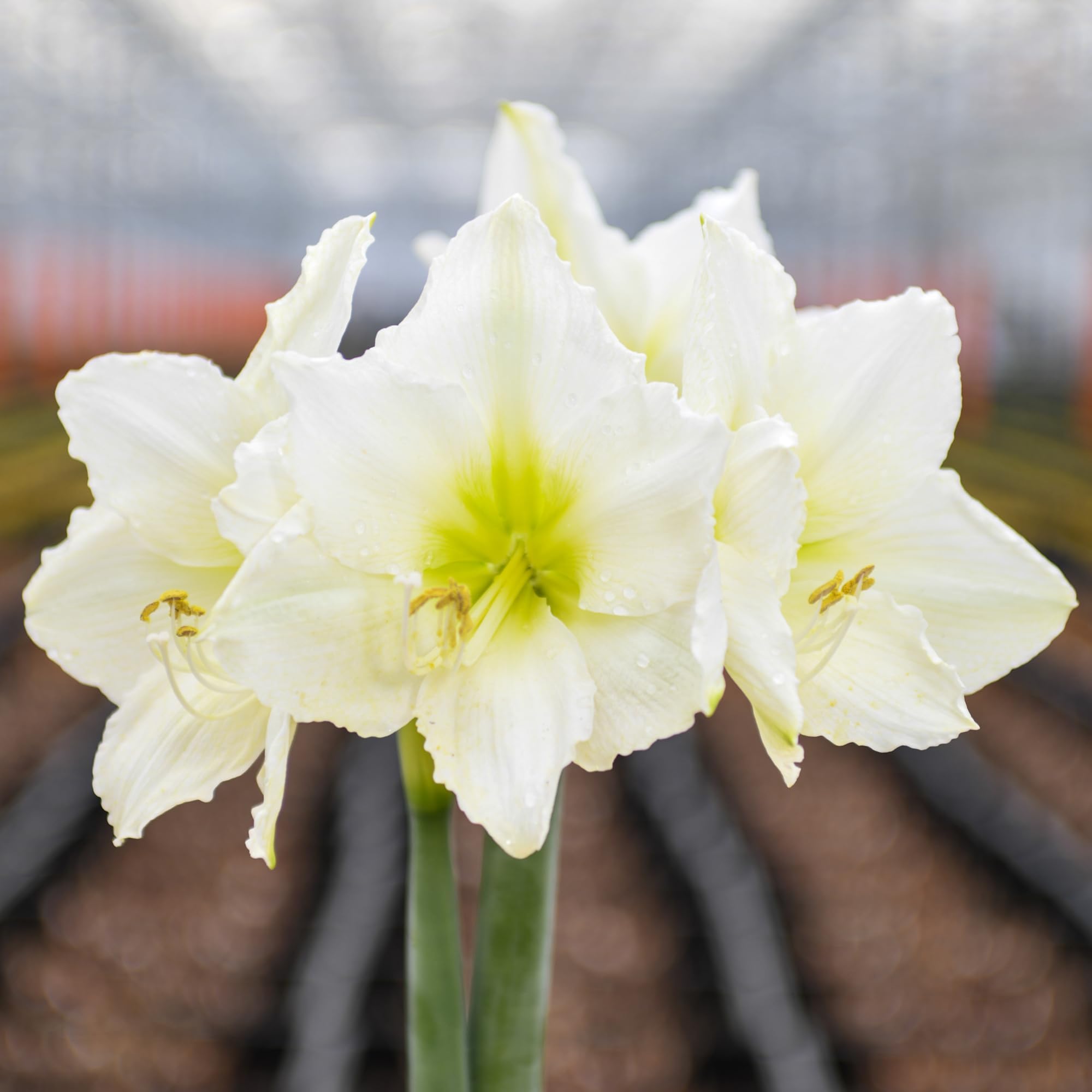 10 Pack 'Christmas Gift' Amaryllis Bulbs, to Plant in Soil, Flower Bulbs for Home or Garden, White Blooms, Easy Planting, Easy Growing, Large Flowers, Long Lasting Flowers