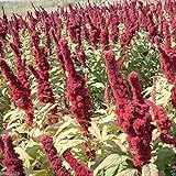 Amaranth Seeds,'Elephant Head' (Amaranth cruentus) - Heat-loving Vegetable(3000 Seeds)