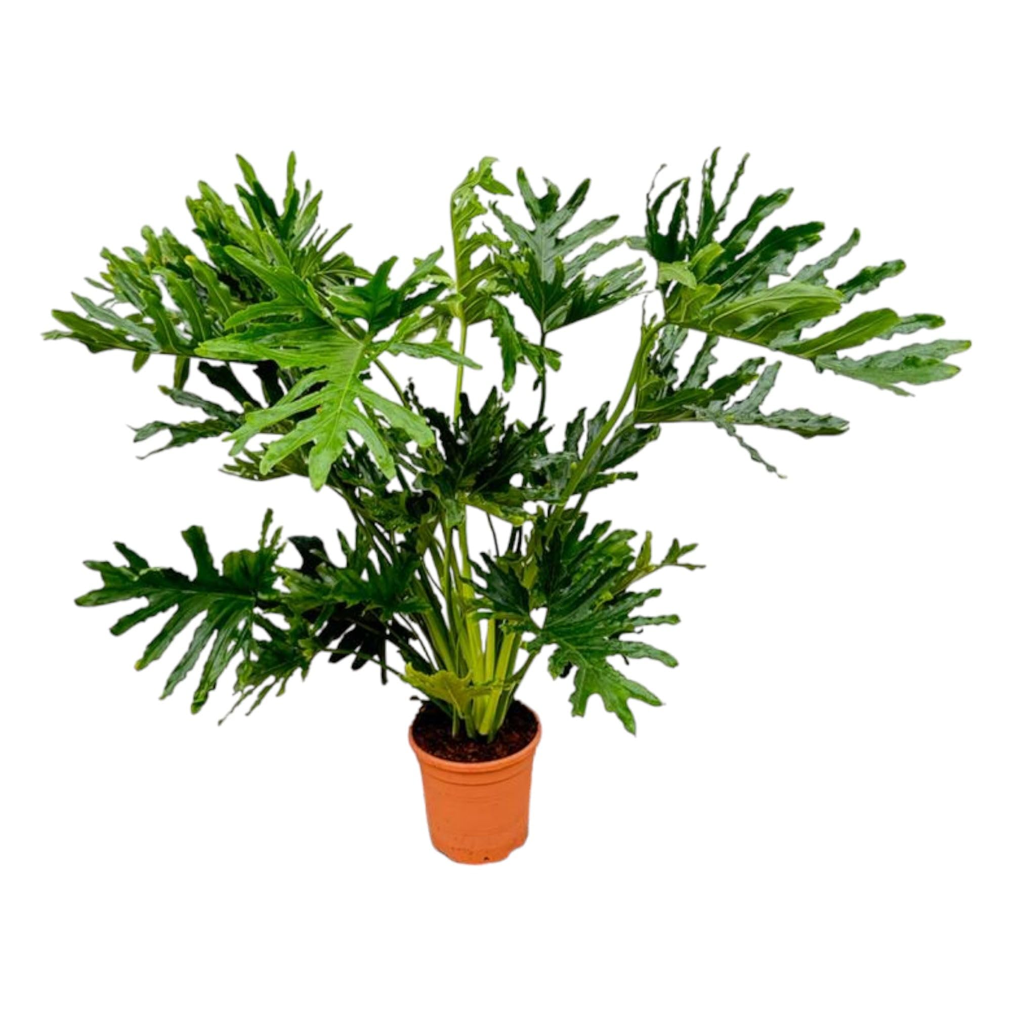 Trendyplants Philodendron Selloum - Planta de interior (110-130 cm, diámetro de la maceta: 24 cm)