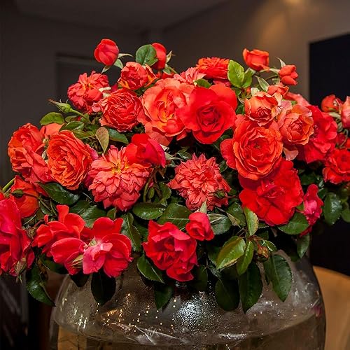 Miniatura 2 de Heirloom Roses Planta de rosas - Nelson Mandela Orange Rose Bush, planta viva Floribunda para plantar al aire libre