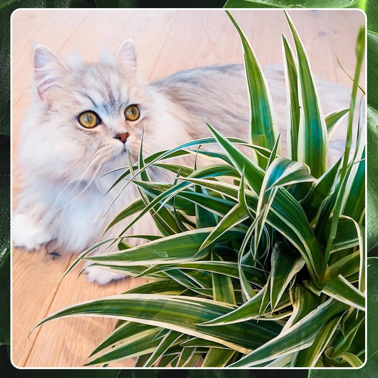 Nestfarn, Grünlilie & Zwergpfeffer – Hängende Zimmerpflanzen Katzenliebe - Tierfreundliches Set frisch aus der Gärtnerei – Höhe 15-30 cm – Töpfe 10,5-12 cm – Green Me Up