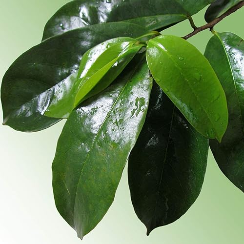 Miniatura 3 de Zokiva Nutritionals - Paquete de 3 bolsas de té de guanábana de Graviola 90 hojas de guanabana - Hojas de Annona Muricata - Una cafeína natural -