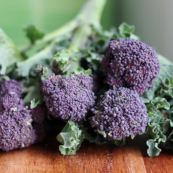 PREMIER SEEDS DIRECT - Broccoli Seeds - Summer Purple Sprouting - 100 Finest Seeds
