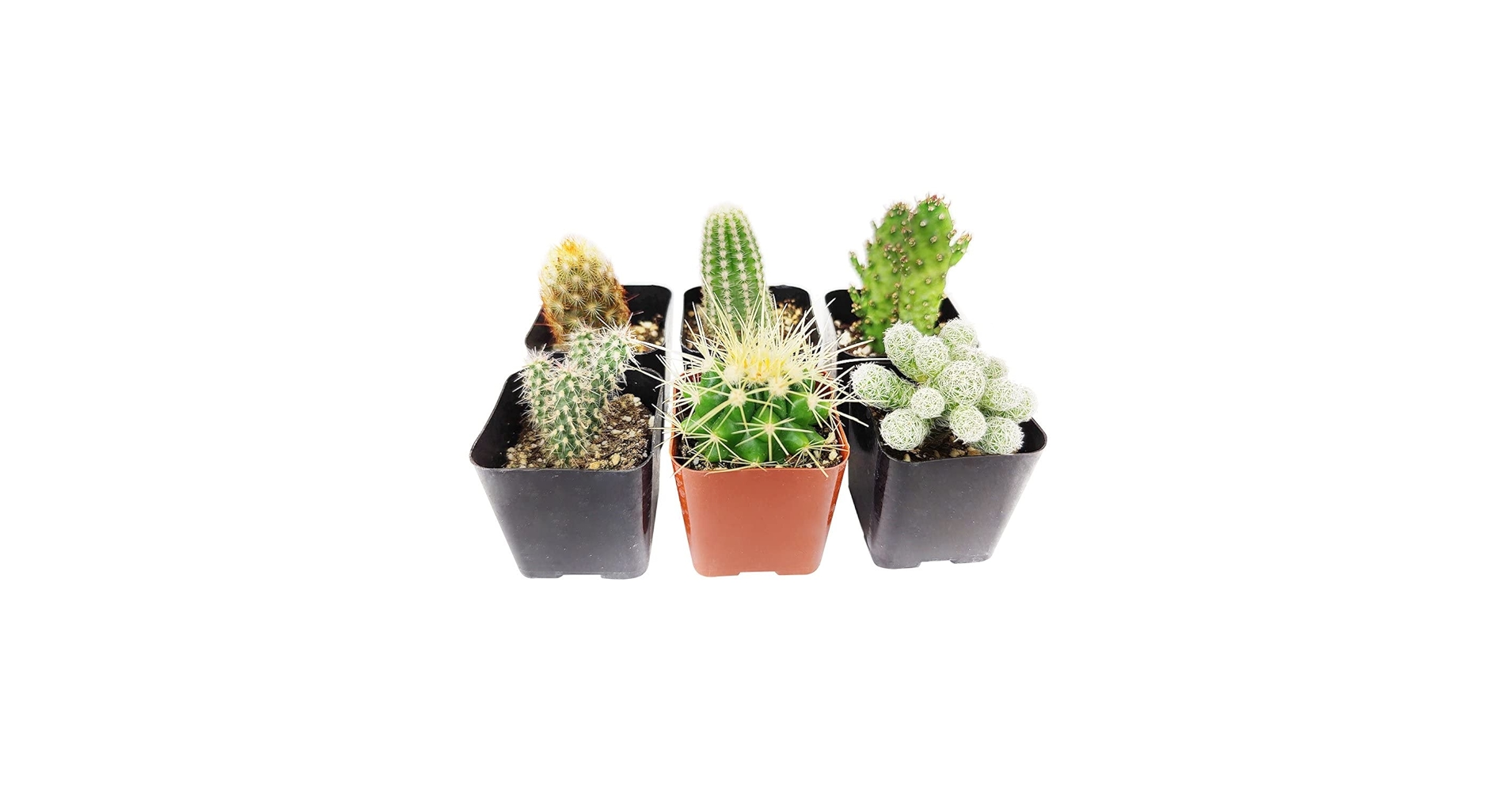 Amazon.com : Succulents Box Cactus Pack | Set of 2/4/6/8/10