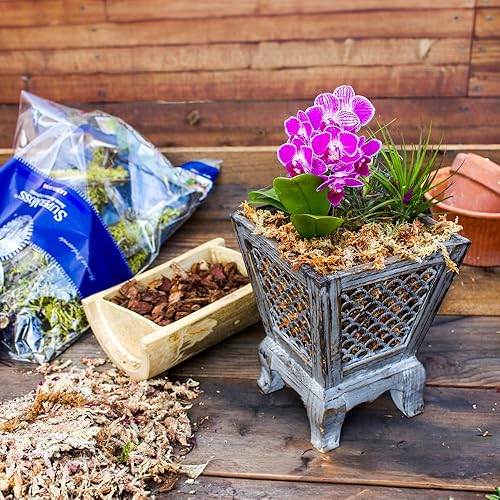 Miniatura 9 de SuperMoss - Musgo seco para orquídea sphagnum seco