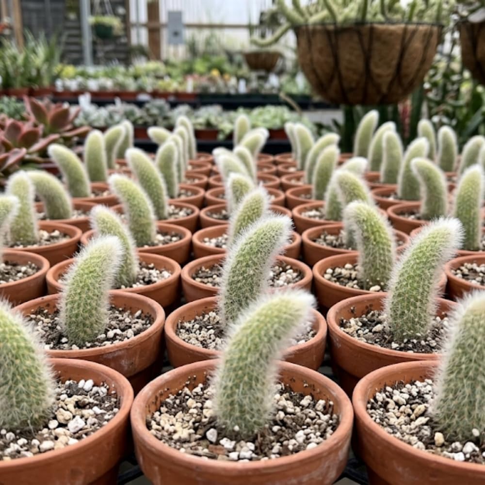 3 Monkey Tail Cactus Live Plant, 2 Inch Pot, Low Maintenance Exotic Succulent, Unique Soft White Spines for Bright Indirect Light