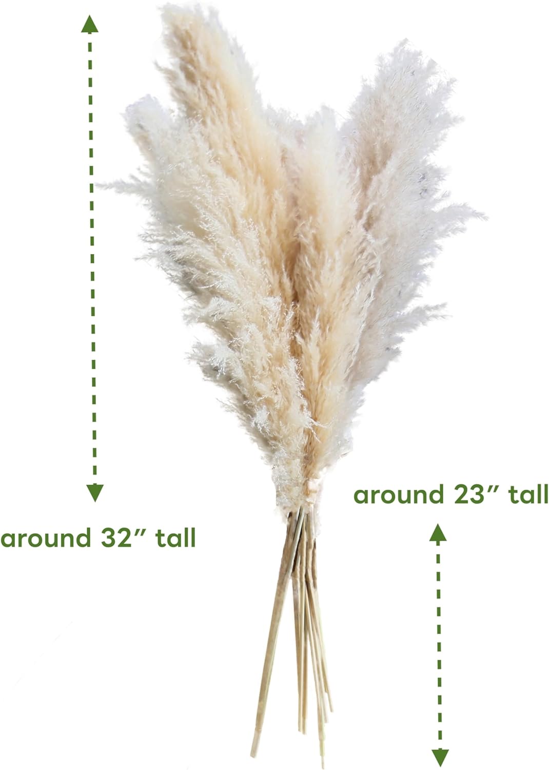 AnziMoss® 55" Tall Pampas Grass with 10 Stems, Pure Natural Dried Color, Large and Fluffy Pompas, Dried Flower for Home Decor, Wedding, Boho, Floor Vase, Floral Arrangement, Craft, Garden