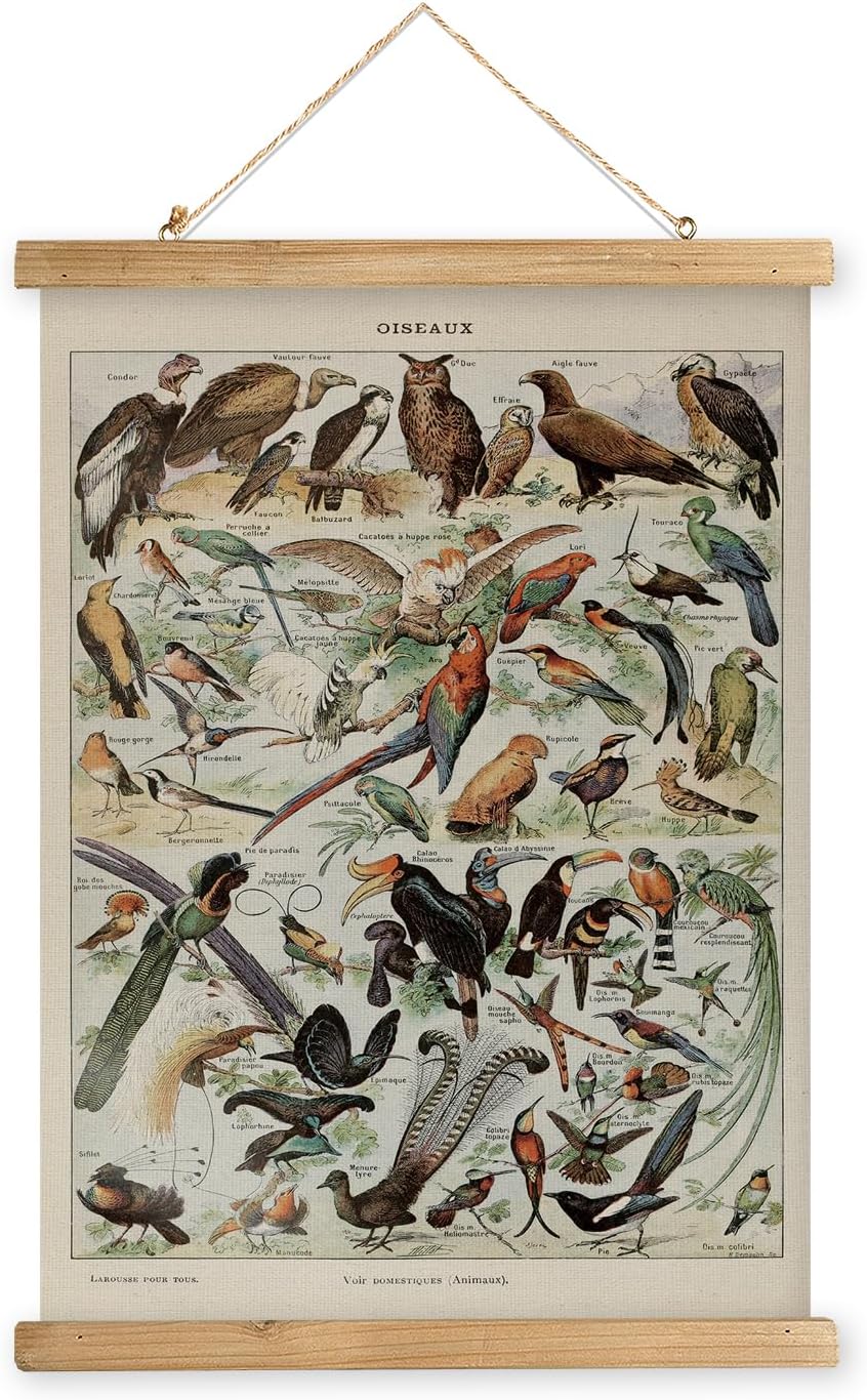 MIDEFINCH Vintage Bird Chart Poster Antique