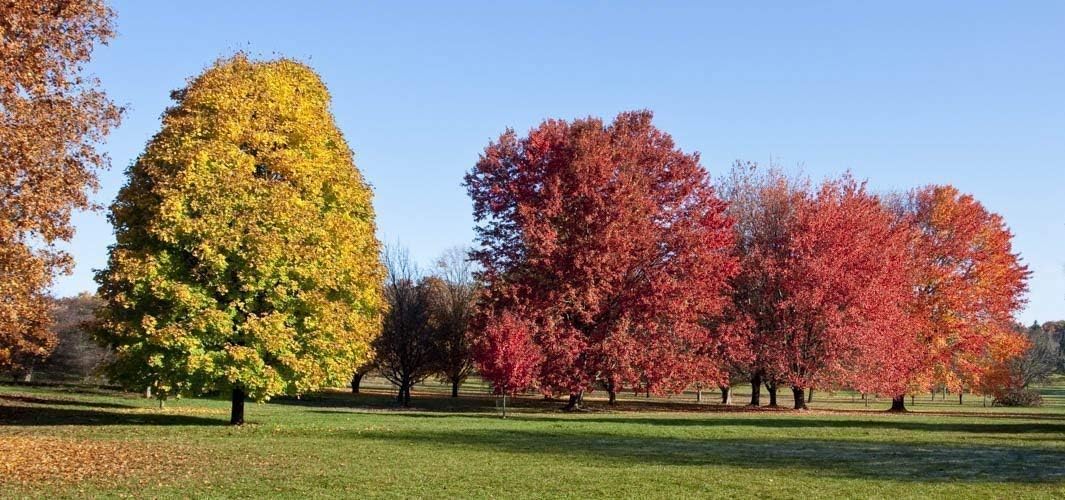 5x10 matted to 11x14 Fall Trees, Arboretum, Madison, WI Photograph