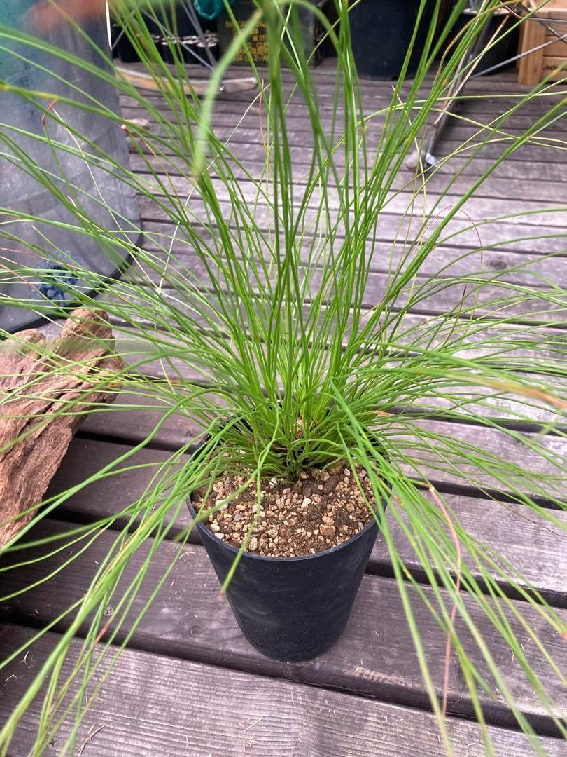 ダイオウショウ大王松◇南国ドライガーデン庭木ハビタット