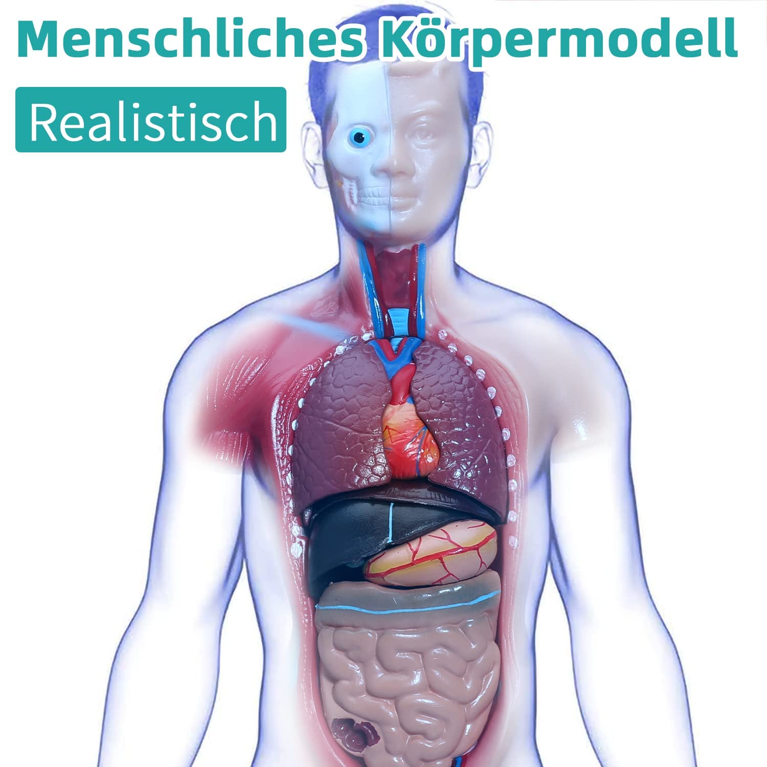 Modello didattico Modello del Corpo Umano 28 cm Modello di Anatomia del Busto Umano 15 Pezzi Parti Rimovibili con schele