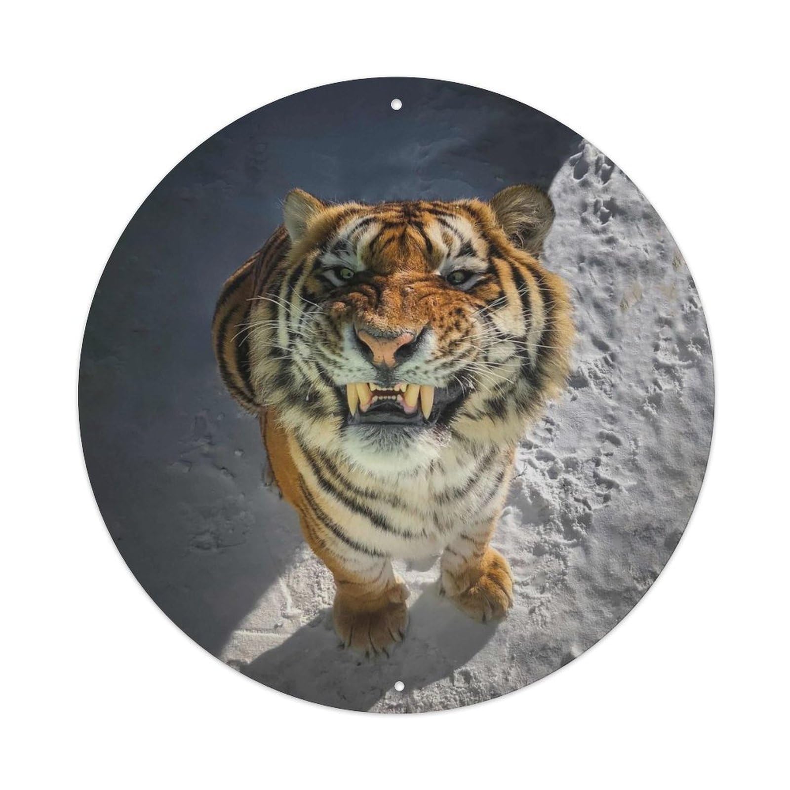 Smiling Tiger Wildlife Portrait Snow Forest Metal Tin Sign