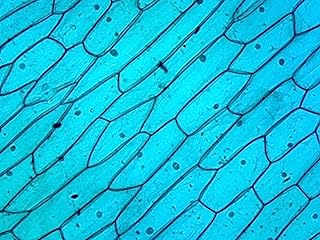 Cellular Organelle, Cellular Nucleus, Plant Cell - Microscope Slide